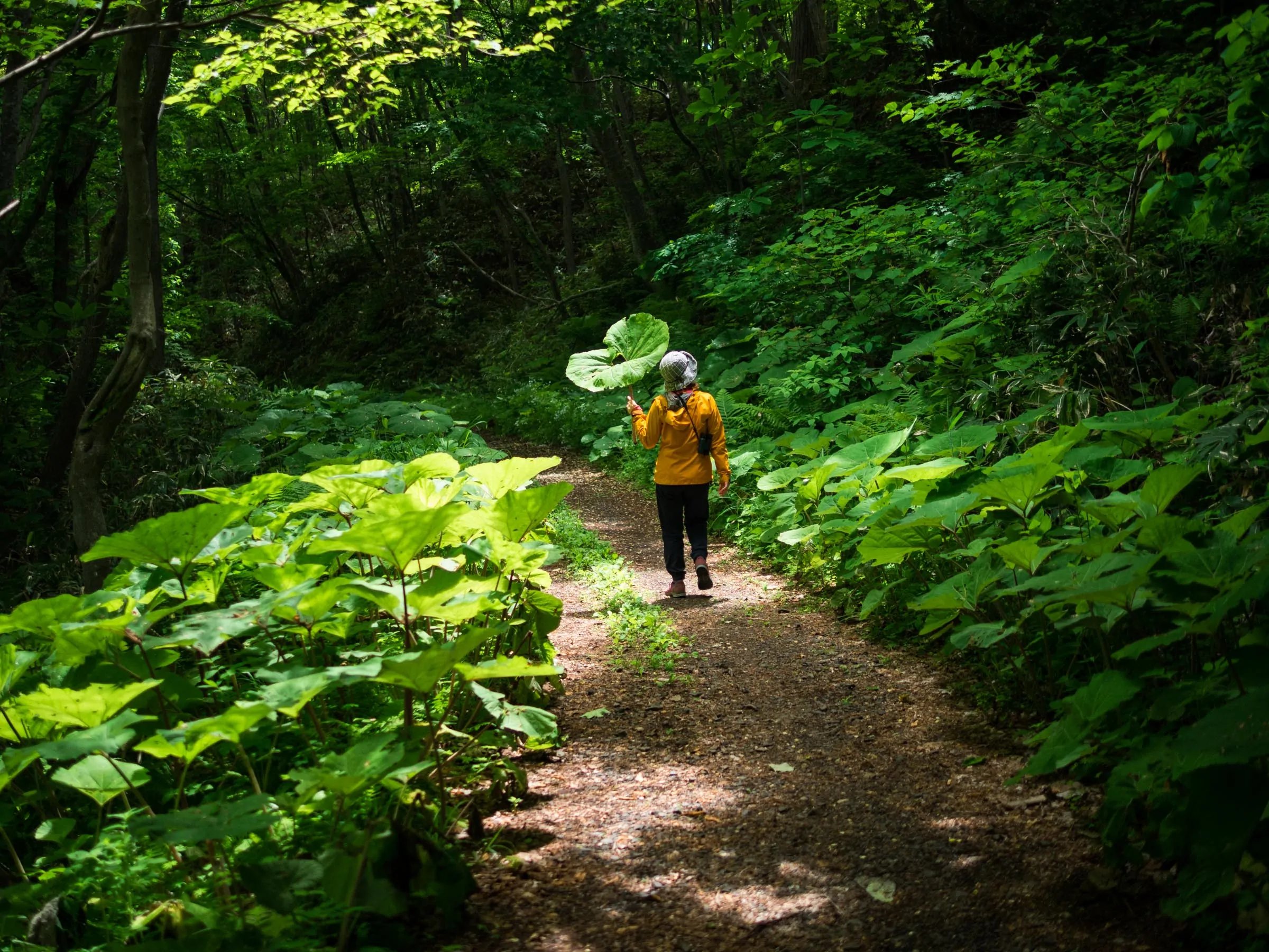 🌳 놋포로 삼림공원(놋포로 신린 코엔) 이미지 4